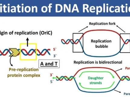 replication