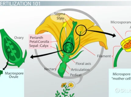 fertilization