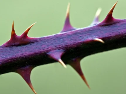 thorny