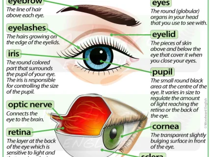 eyelash