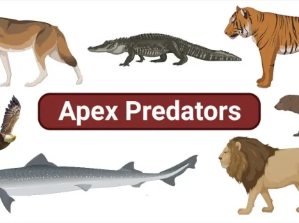 apex