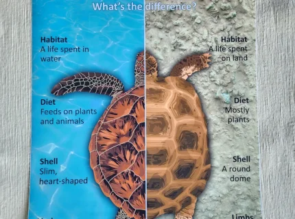 tortoise