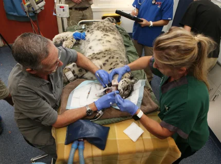 veterinary