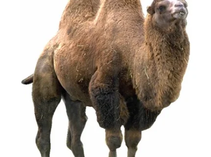 hump