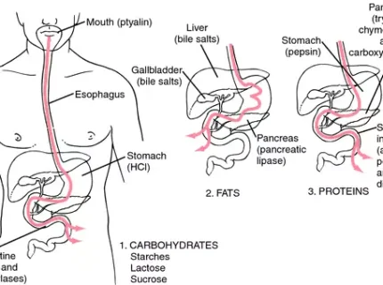 digestion