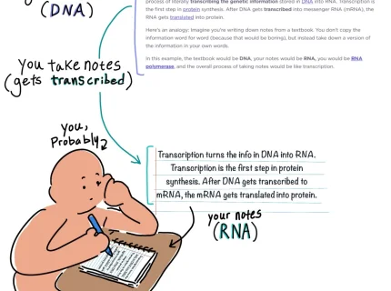 transcription