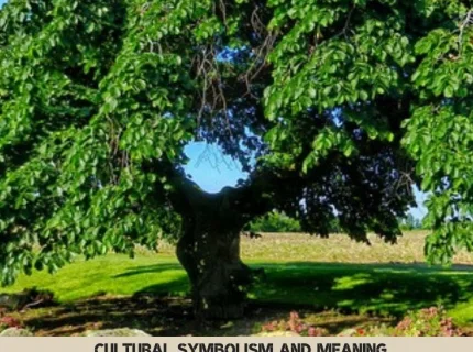 elm