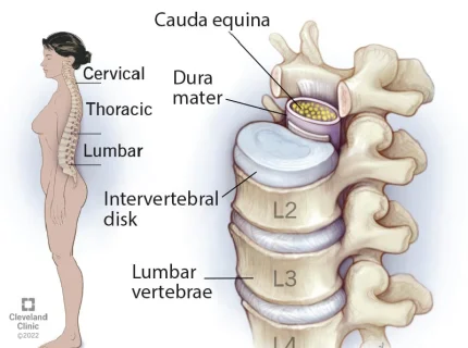 vertebra