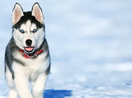 husky