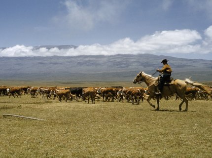 ranching