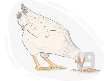 peck