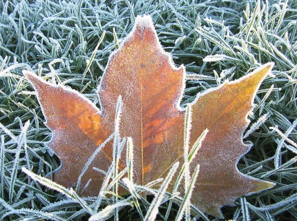 frosty