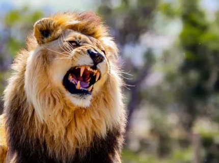 roaring