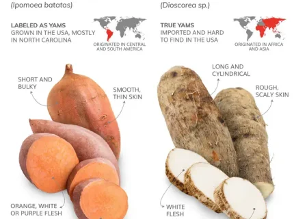 yam