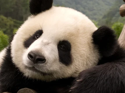 panda