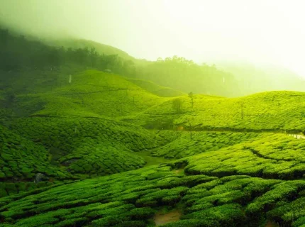 greenery
