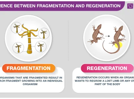 regenerate