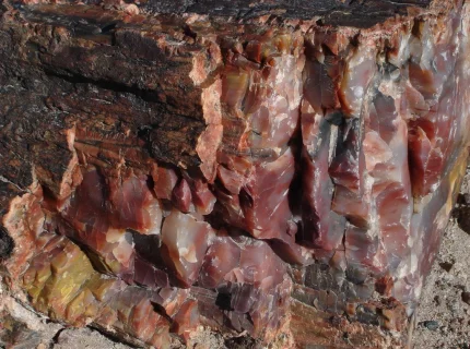 petrified