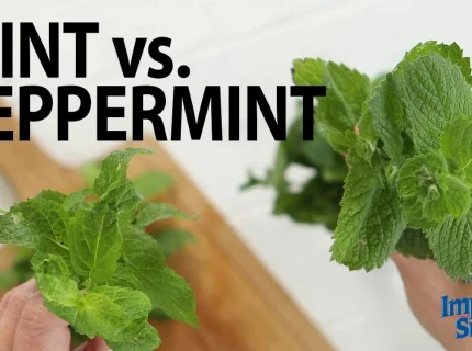 peppermint