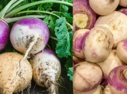 turnip