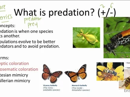 predation