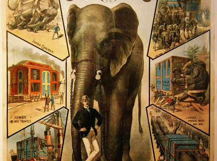 jumbo