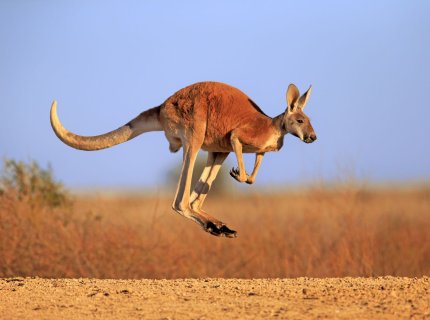 kangaroo