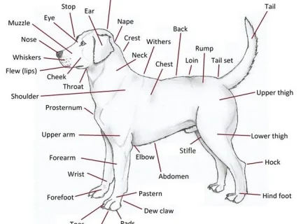 canine