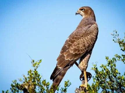 falcon