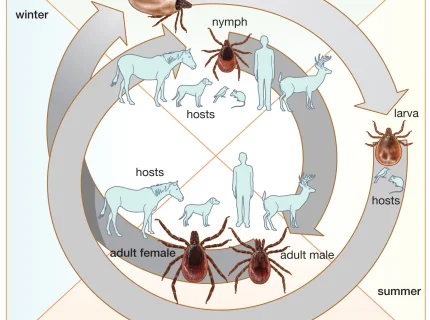 parasitic