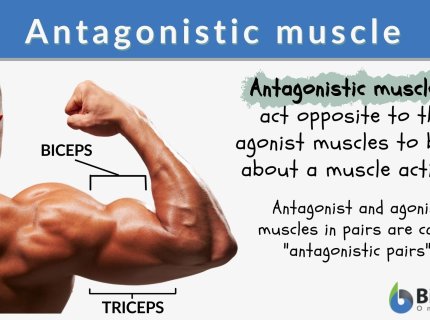 antagonistic