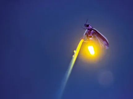 firefly