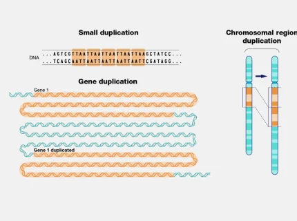 duplication