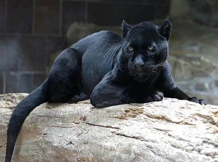 panther