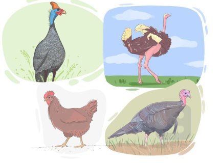 fowl
