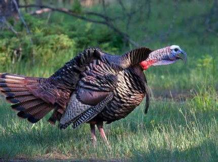 gobbler