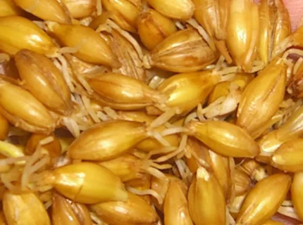 malt