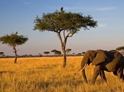 savanna