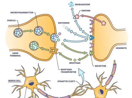 neurotransmitter