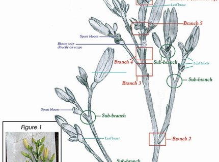 branching