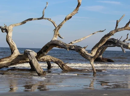driftwood