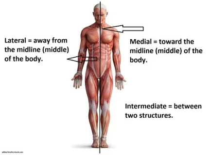 medial