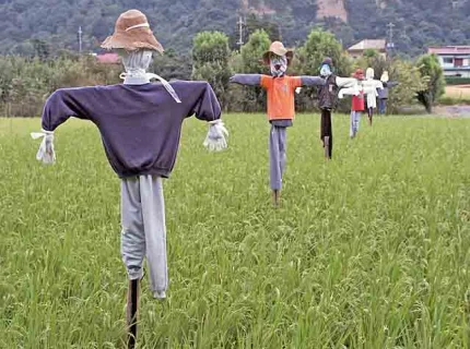 scarecrow