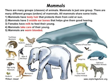 mammalian