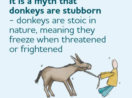 stubbornness