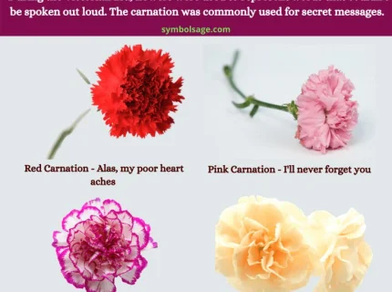carnation