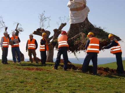replant