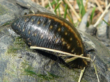 leech