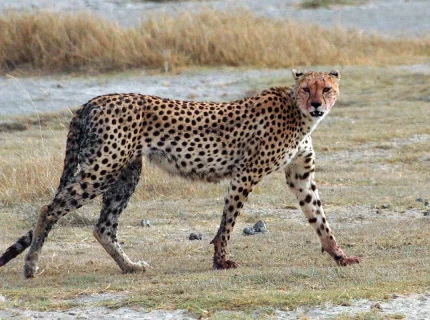 cheetah