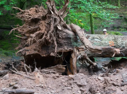 uproot
